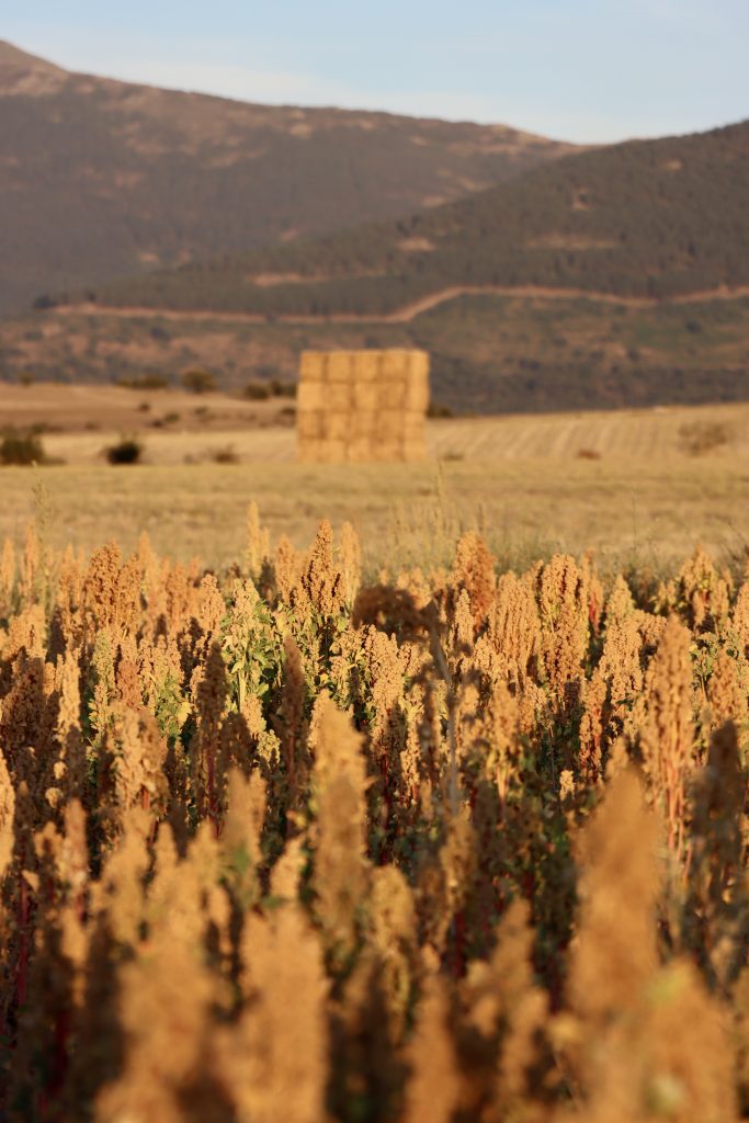 producto-quinoa-alpaca