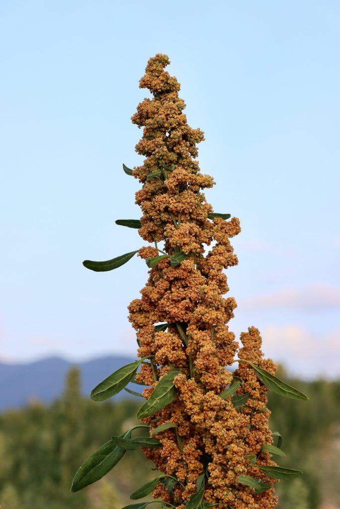 producto-quinoa-planta