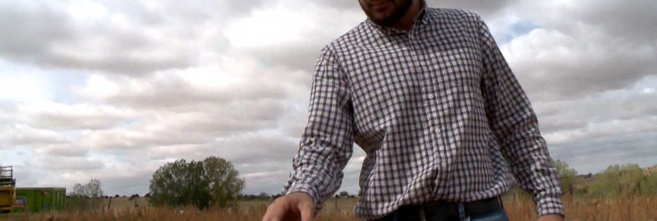 Quinoa española cultivada por Quinea